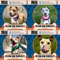 Welcome Home Wednesday: These 4 Are Still Looking for Their Happily Ever After Homes