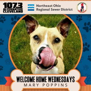 Welcome Home Wednesday: Meet Mary Poppins!
