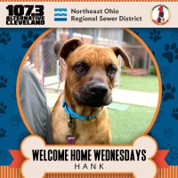 Welcome Home Wednesday: Meet Hank!!